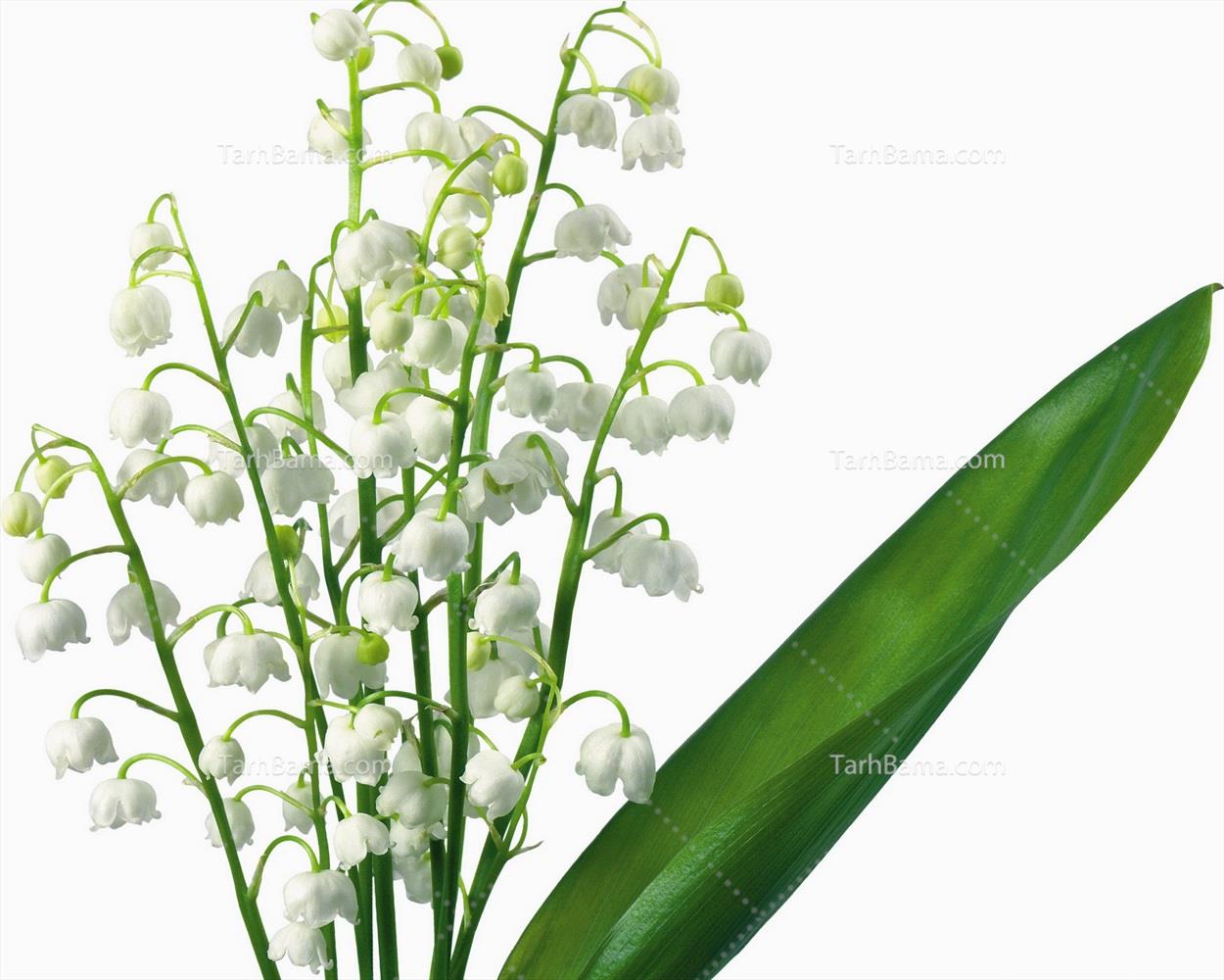 تصاویر گل و گیاه
